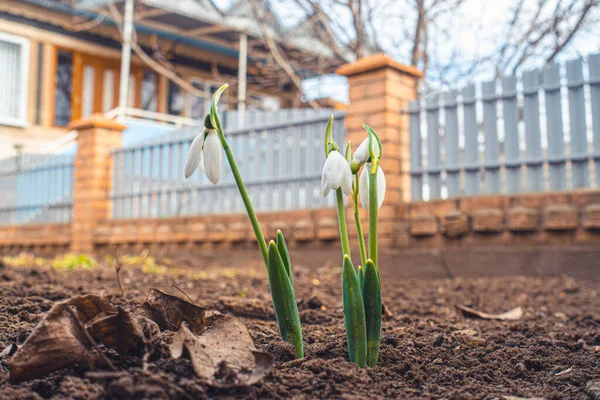 Snowdrop spring flowers. Delicate Snowdrop flower is one of the spring symbols telling us winter is leaving and we have warmer times ahead.