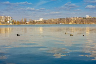Temiz suyu olan güzel bir gölet ve suyun üzerinde yüzen bazı vahşi ördekler.