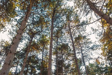 Parktaki büyük ve güzel ağaçlar.