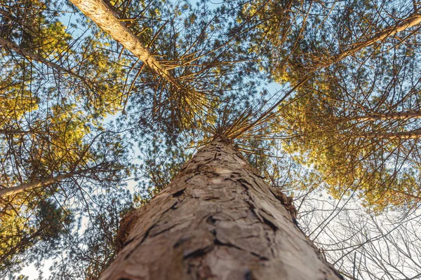 Grandes Hermosos Árboles Parque Fotos De Stock Sin Royalties Gratis