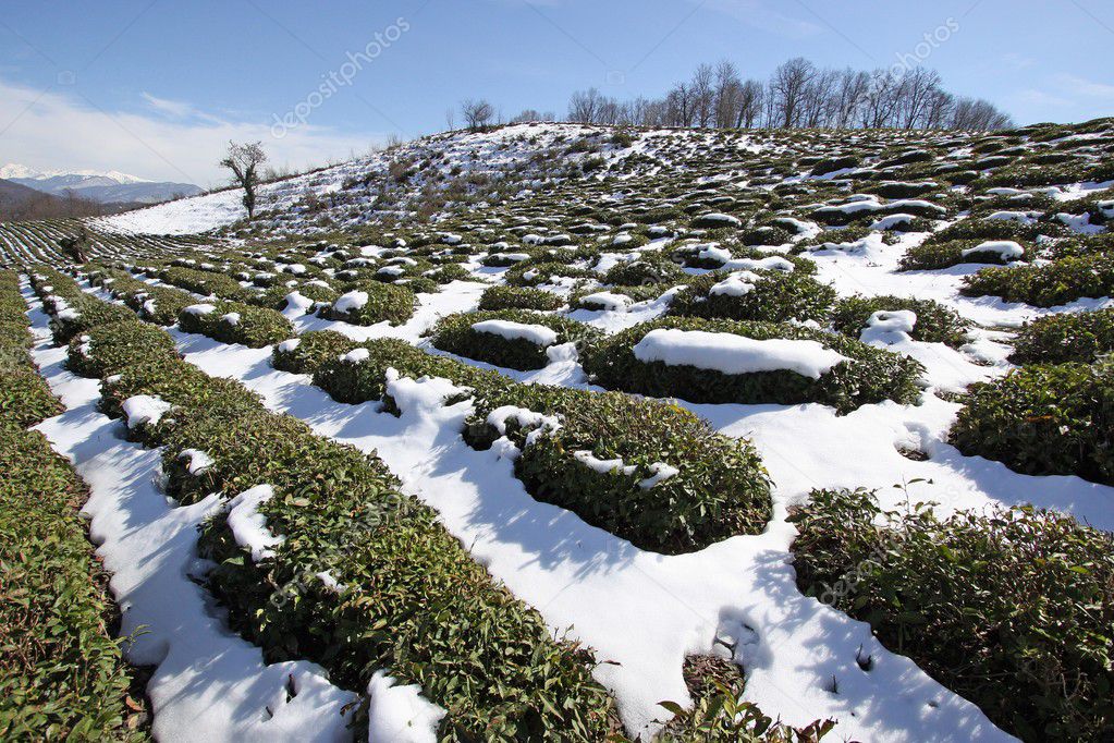 Resultado de imagem para neve em sochi