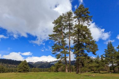 Dağlar ve bulutlu gökyüzü karşı üç çam.