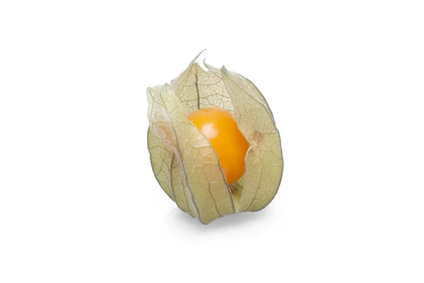 Una physalis con sombra sobre fondo blanco — Foto de Stock