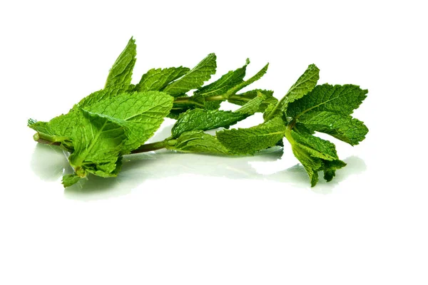 Stern of fresh mint laying on white surface. — Stock Photo, Image