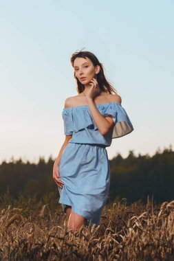 Gün batımında buğday alanında güzel genç bayan. Güneşli akşam zevk rahat mavi elbiseli kız