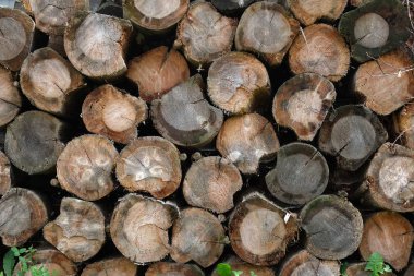 Tahta büyük yuvarlak Woods. Ağaç gövdeleri kesilmiş. Boyutlanmış çam ağaçlarının yığınları