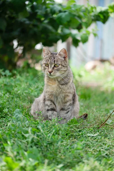 Mongrel katt sitter på gräset och tittar för mål — Stockfoto