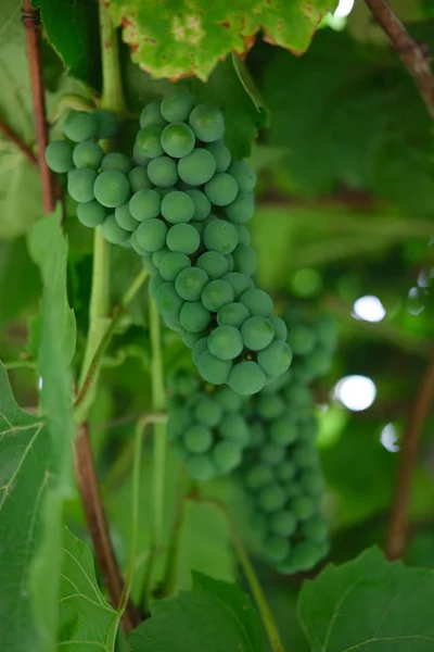 Cambada de uvas verdes não maduras Isabella — Fotografia de Stock