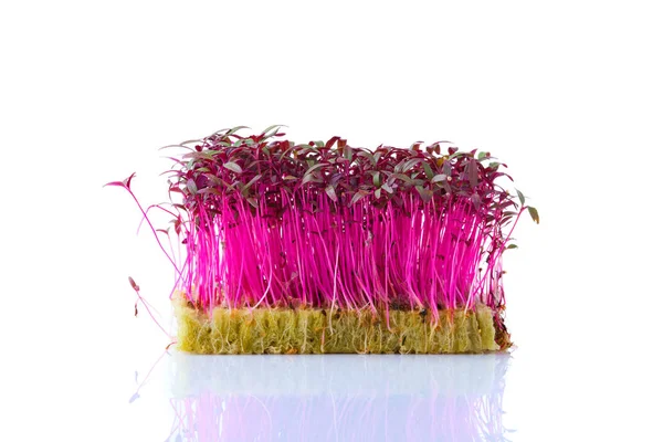 Verse microgreens. Prouts van amaranth geïsoleerd op wit. — Stockfoto