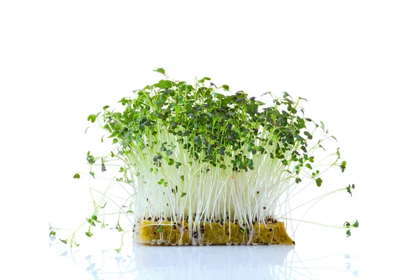 Verse microgreens. Prouts van mizuna geïsoleerd op wit. — Stockfoto