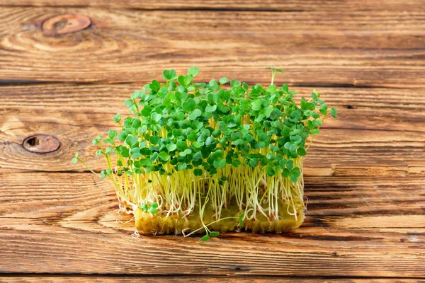 Verse microgreens. Sprouts van arugula op houten ondergrond. — Stockfoto