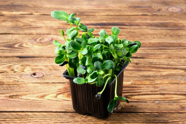 Verse microgreens. Zonnebloempitten op houten ondergrond. — Stockfoto