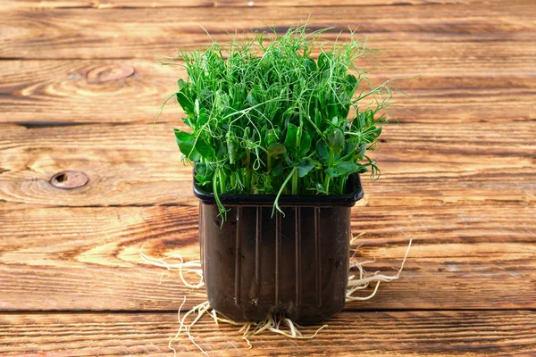 Verse microgreens. Spruiten van erwten op houten achtergrond. — Stockfoto