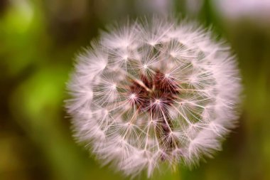 Bütün hava topları gündüz ışığını sever.