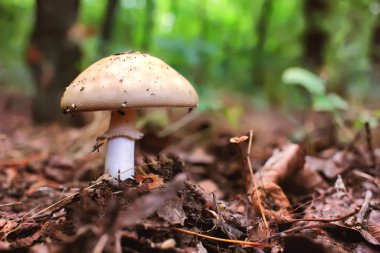 Mantar yağmurdan sonra hızla büyüdü.