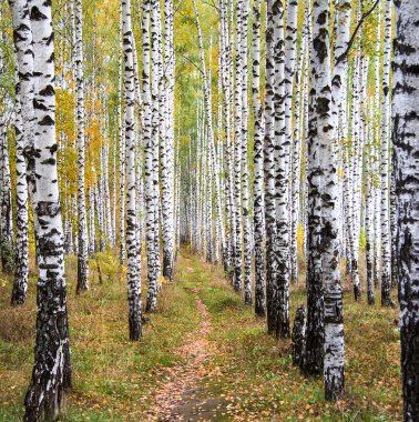 sonbahar huş ağacı ormanda güneş ışığı