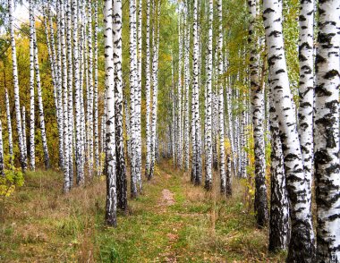 sonbahar huş ağacı ormanda güneş ışığı
