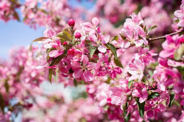 Bu elma ağacının baharda çiçek açan
