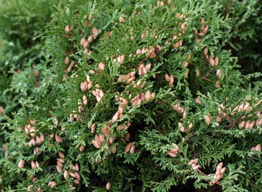 Taze tohum ile iğne yapraklı Mazı (bitki) ağacı