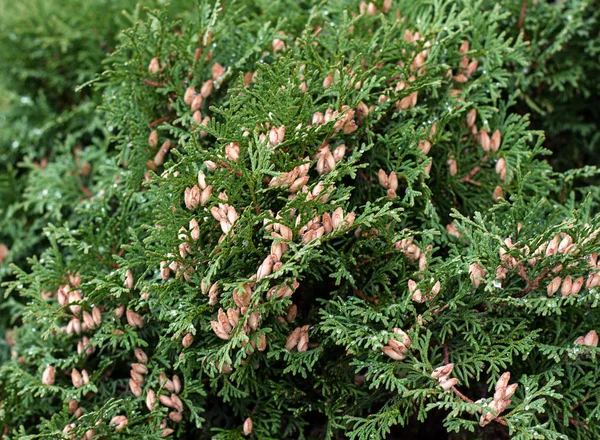 Taze tohum ile iğne yapraklı Mazı (bitki) ağacı