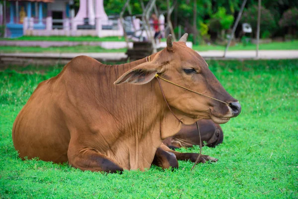 Корова спит на лужайке счастливо — стоковое фото