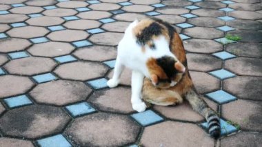 kedi Park 4 k ömrünü bu bir şeyler yapmak