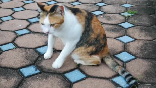 4K vie du chat local dans le parc il faire quelque chose 