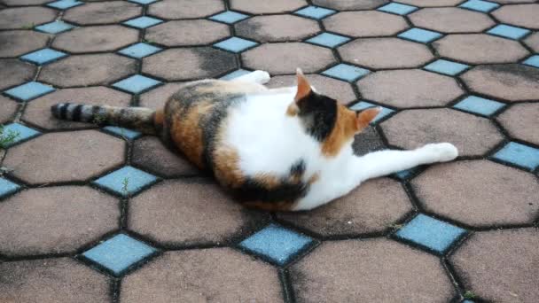 4K vie du chat local dans le parc il faire quelque chose 