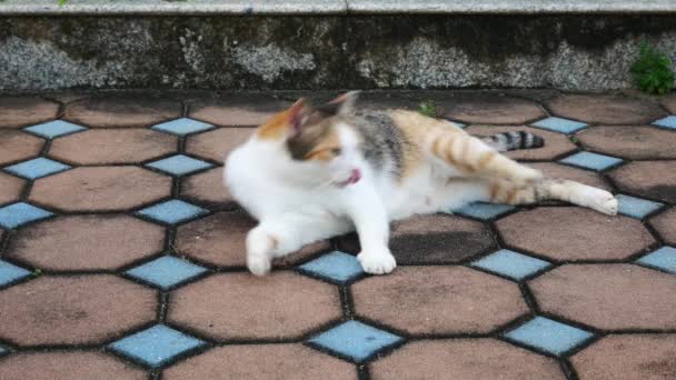 4K la vida del gato local en el parque hace algo — Vídeos de Stock