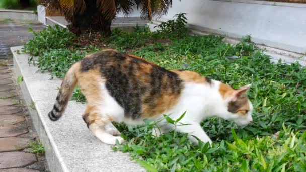 4k Leben der lokalen Katze im Park es etwas tun — Stockvideo