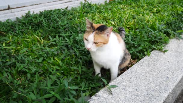 4k Leben der lokalen Katze im Park es etwas tun — Stockvideo