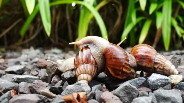4K Life of Snail family walk in the garden with sun light. — Stock Video