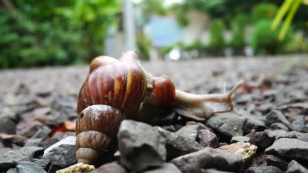 4K Vida de la familia Caracol caminar en el jardín con luz solar . — Vídeos de Stock