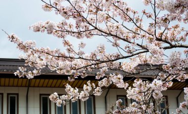 Japon kiraz çiçekleri Japonya 'da bahar mevsiminde çiçek açar.