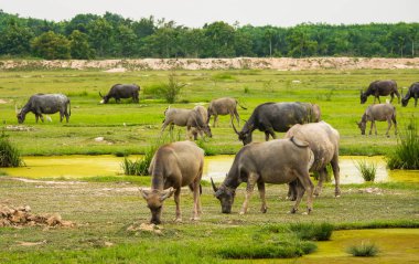 Buffaloların yaşam tarzı, şehir dışında yaşıyor. Her gün yüzmek, güneşlenmek ve ot yemek. Tarımsal ya da hayvancılık kavramlarında