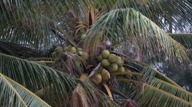 Hindistan cevizi ağacında bir grup hindistan cevizi.