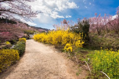 Hanamiyama Park sarı çiçek kiraz ağaçları tam çiçeklenme fukushima
