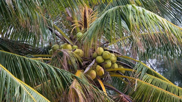 Group of coconut on a coconut tree