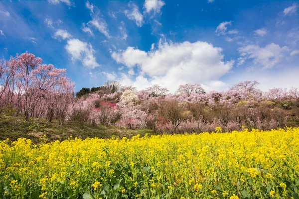Hanamiyama Park sarı çiçek kiraz ağaçları tam çiçeklenme fukushima