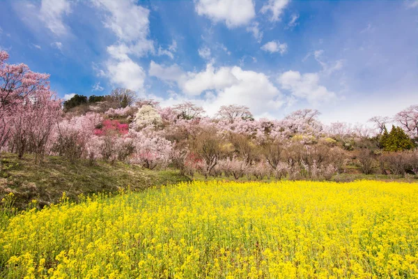 Hanamiyama Park sarı çiçek kiraz ağaçları tam çiçeklenme fukushima
