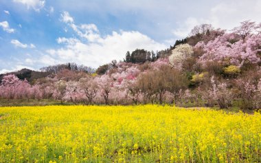 Hanamiyama Park sarı çiçek kiraz ağaçları tam çiçeklenme fukushima