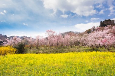 Hanamiyama Park sarı çiçek kiraz ağaçları tam çiçeklenme fukushima
