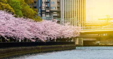 Sakuranomiya Park Okawa Nehri, Osaka 10 Nisan 2017 Okawa Nehri kiraz çiçeği. Bir tekne servisi var. Kiraz çiçeklerinin güzelliği