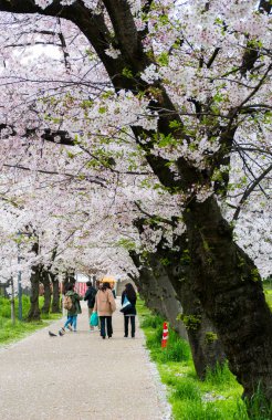 Sakuranomiya Park Okawa Nehri, Osaka 10 Nisan 2017 Okawa Nehri kiraz çiçeği. Bir tekne servisi var. Kiraz çiçeklerinin güzelliği