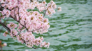 Japon kiraz çiçekleri Japonya 'da bahar mevsiminde çiçek açar.