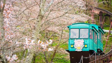Funaoka, Japonya - 12 Nisan 2017: Bir grup turist Funaoka Şatosu Harabe Parkı 'ndaki kiraz ağaçlarının arasından görüş açısına kadar eğimli araba servisini kullandılar 