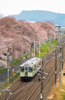 Japonya, Sendai Funaoaka 'daki Shiroishi nehri boyunca uzanan kiraz ağaçlarıyla demiryolunda küçük bir tren.