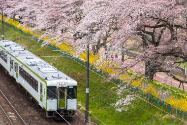 Japonya, Sendai Funaoaka 'daki Shiroishi nehri boyunca uzanan kiraz ağaçlarıyla demiryolunda küçük bir tren.