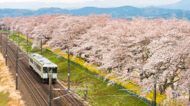 Japonya, Sendai Funaoaka 'daki Shiroishi nehri boyunca uzanan kiraz ağaçlarıyla demiryolunda küçük bir tren.