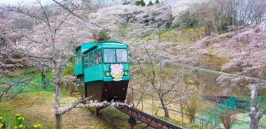 Funaoka, Japonya - 12 Nisan 2017: Bir grup turist Funaoka Şatosu Harabe Parkı 'ndaki kiraz ağaçlarının arasından görüş açısına kadar eğimli araba servisini kullandılar 